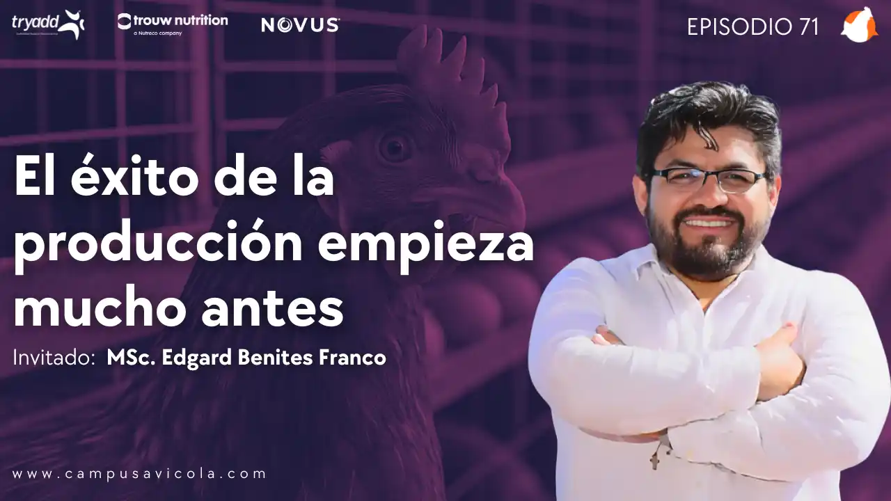 AviPodcast #71 – Manejo del pre-pico en ponedoras: Estrategias clave para el éxito – MSc. Edgard Benites Franco.