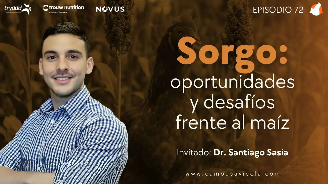 AviPodcast #72 – Sorgo: Oportunidades y desafíos frente al maíz – Dr. Santiago Sasia.
