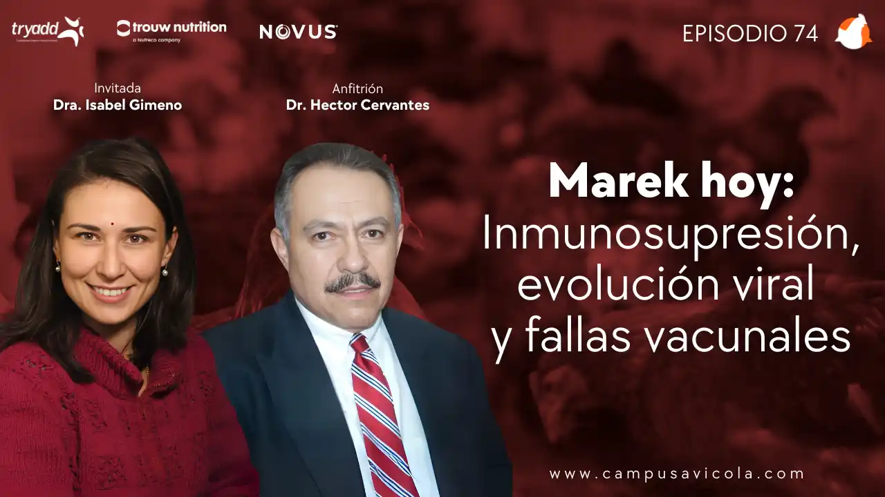 AviPodcast #74 – Marek hoy: Inmunosupresión, evolución viral y fallas vacunales – Dra. Isabel Gimeno.