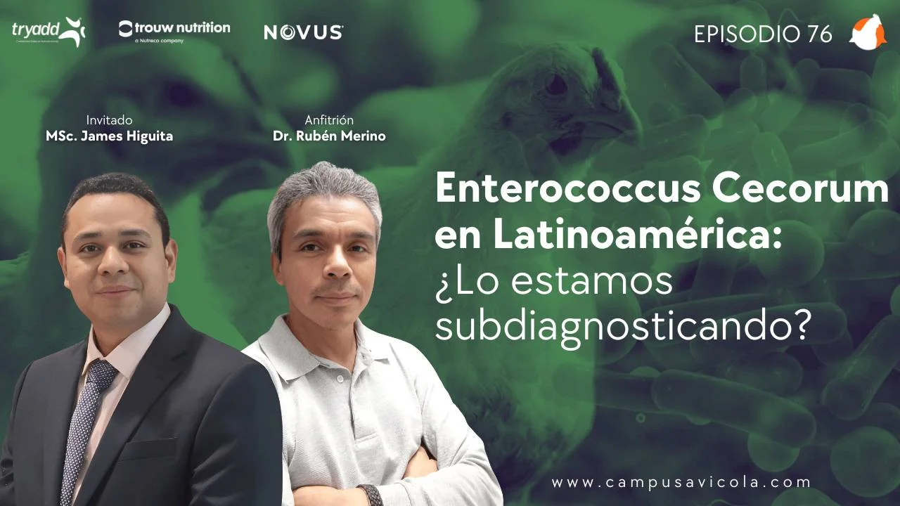 AviPodcast #76 – Enterococcus Cecorum en Latinoamérica: ¿Lo estamos subdiagnosticando? - MSc. James Higuita.