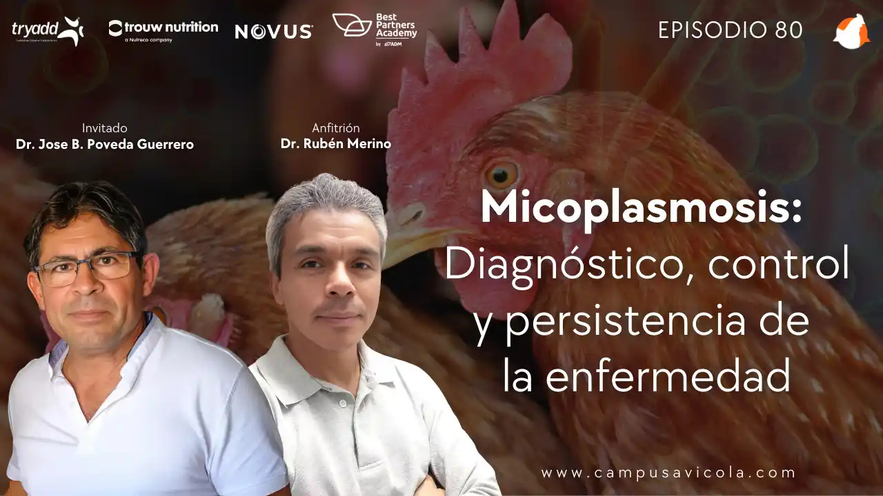 AviPodcast #80 – Micoplasmosis: Diagnóstico, control y persistencia de la enfermedad - Dr. Jose B. Poveda Guerrero.