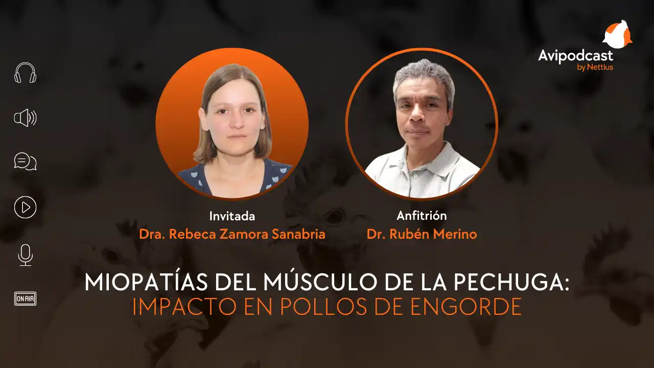 AviPodcast #26 – Miopatías del músculo de la pechuga: Impacto en pollos de engorde – Dra. Rebeca Zamora Sanabria.