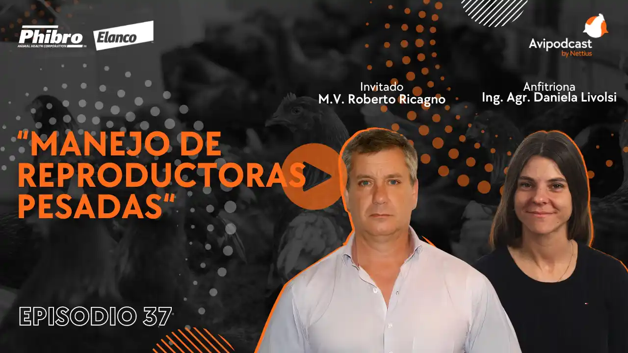 AviPodcast #37 – Manejo de Reproductoras pesadas – M.V. Roberto Ricagno.