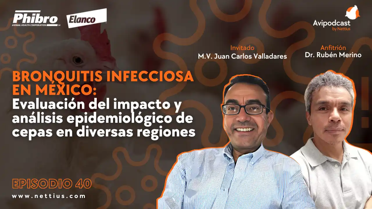 AviPodcast #40 – Bronquitis Infecciosa: Impacto y análisis epidemiológico – Dr. Juan Carlos Valladares.