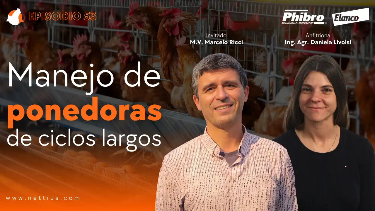 AviPodcast #53 – Manejo de ponedoras de ciclos largos – M.V. Marcelo Ricci.