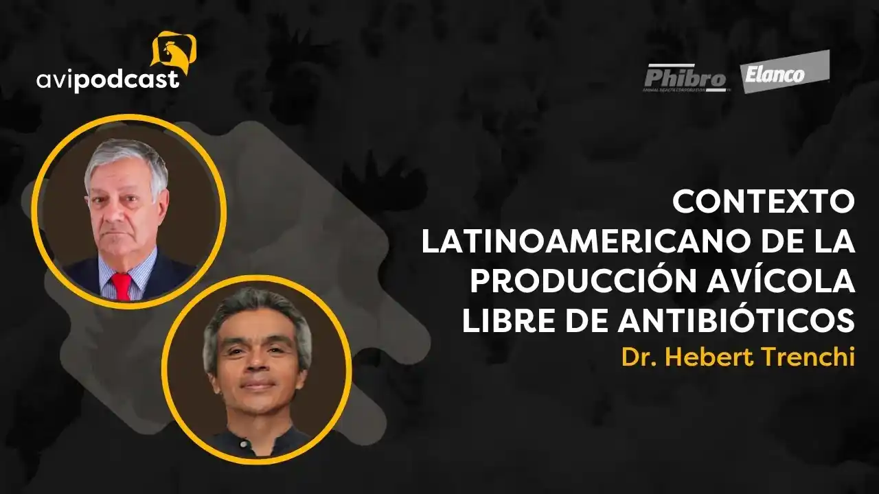 Producción avícola libre de antibióticos en Latinoamérica - Dr. Hebert Trenchi.