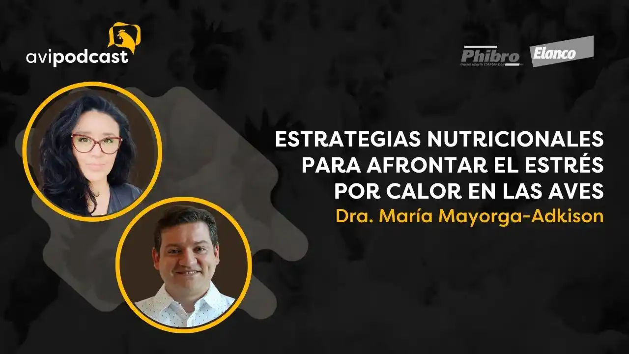 AviPodcast 22 – Estrategias nutricionales para enfrentar el estrés por calor en aves.