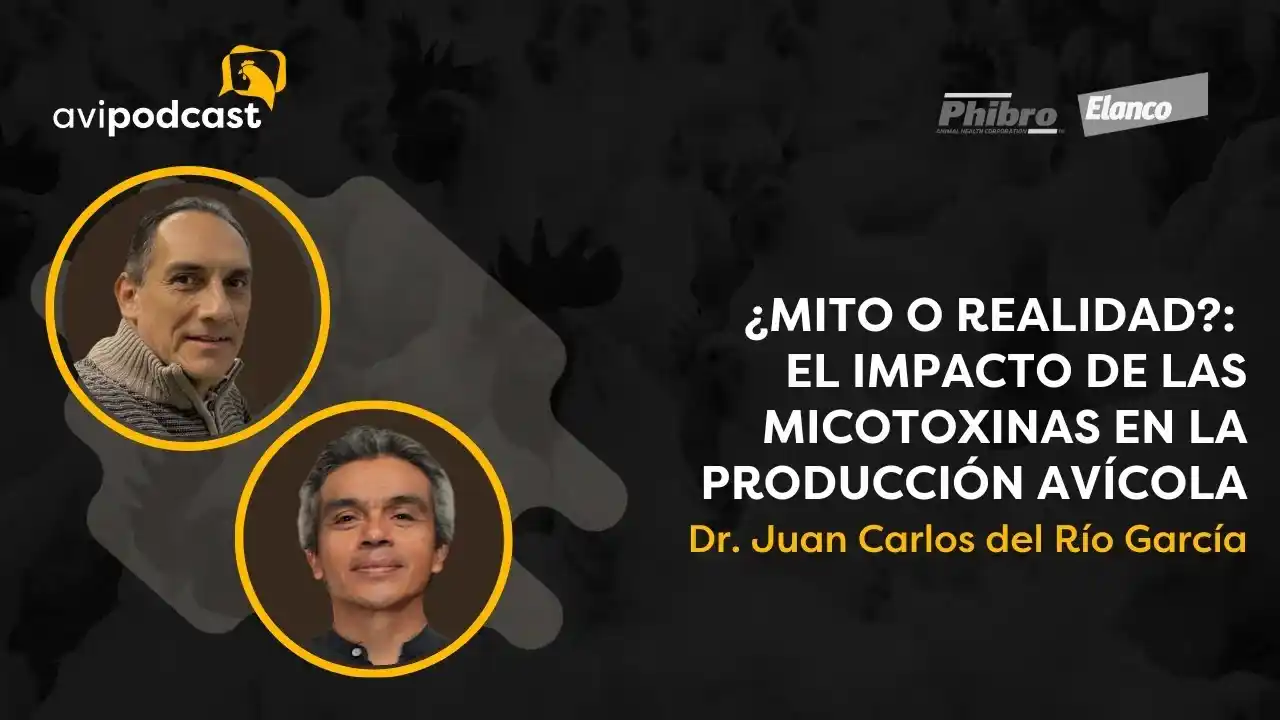 Impacto de las micotoxinas en la producción avícola - Dr. Juan C. García.